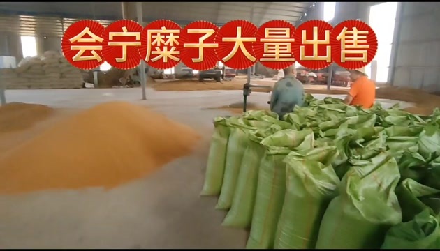 会宁县糜子