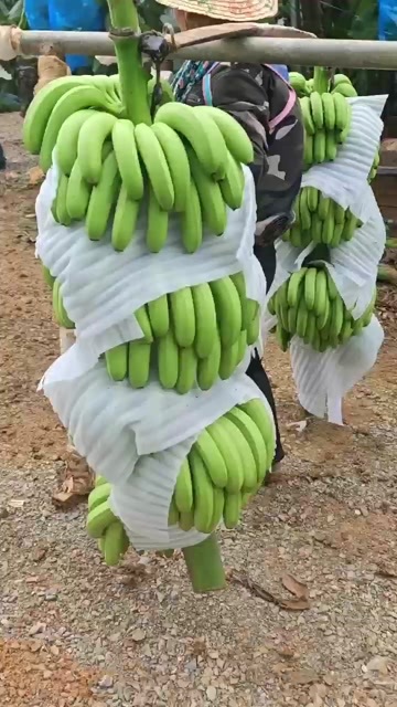 龙州县香蕉大量上市，有采购的老板看过来