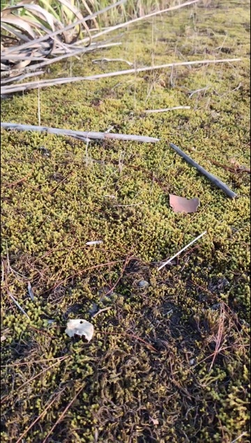 达州苔藓，沙癣，沙癣种子，白发癣，大灰