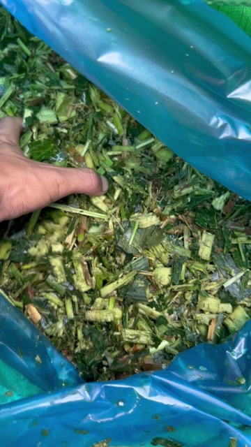 青储甜玉米秸秆