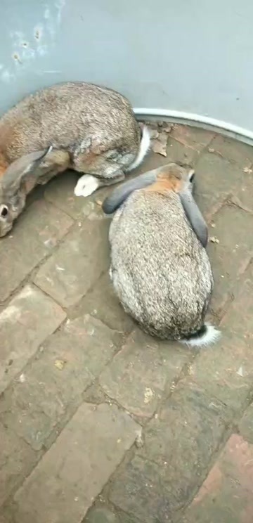 郓城县比利时种兔