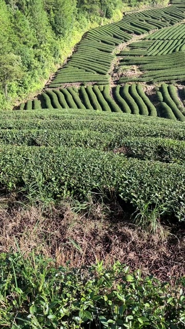 古田县高山岩茶，需要的来