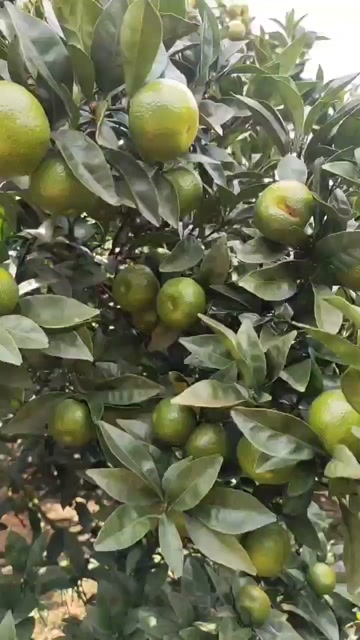 南丰蜜橘上市大基地 产地直发 产量大 口感好 果面干净欢迎