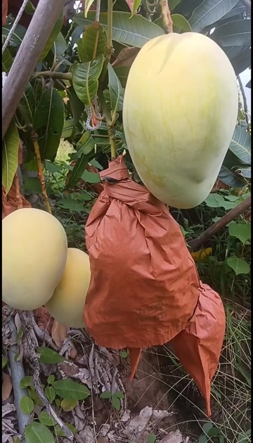 华坪县凯特芒果