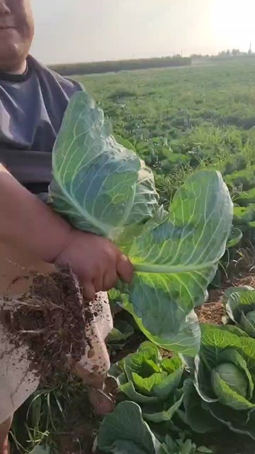 曲周县绿甘蓝