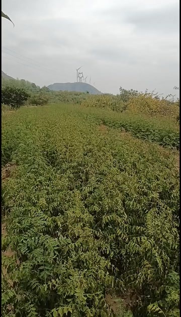 韩城市无刺花椒苗