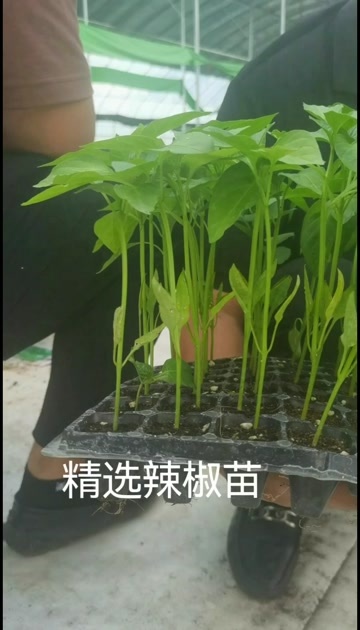 沭阳县江苏实拍辣椒苗