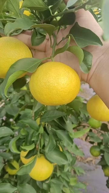 资中县春见 爱媛果冻橙 产地供应商