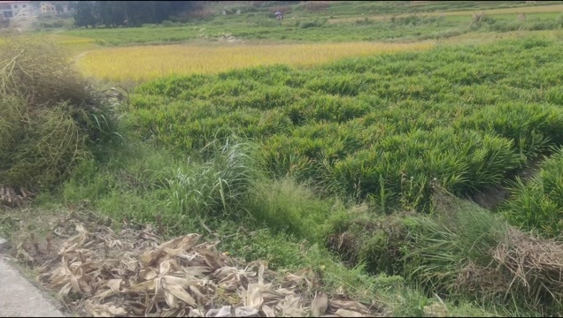 惠水县生姜