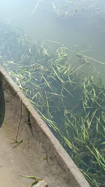 南京正 宗固城湖大闸蟹
养殖户自产自销