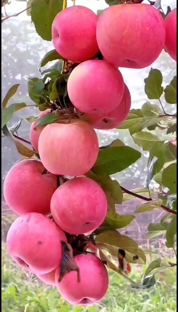 北京苹果