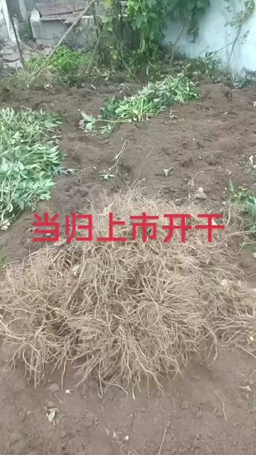 甘洛县四川鲜货当归上市了，五湖四海的朋友们，有意者联系