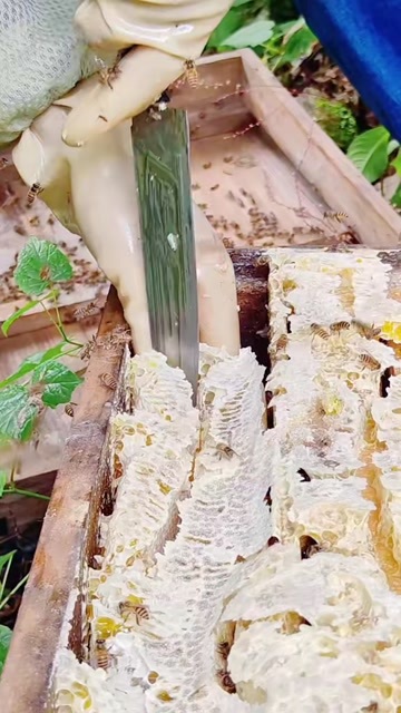 周口天然土蜂蜜自产自销