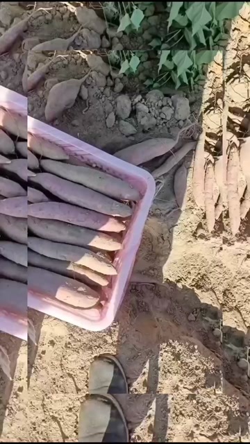 北京陕西大荔沙地红薯