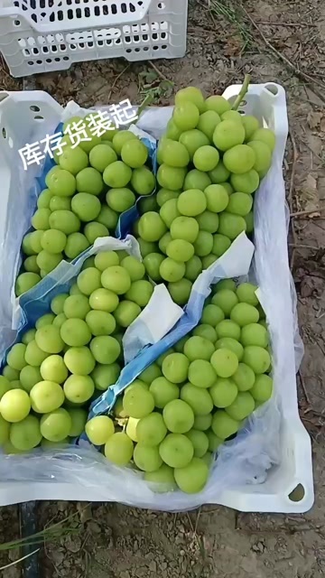 大荔县阳光玫瑰葡萄