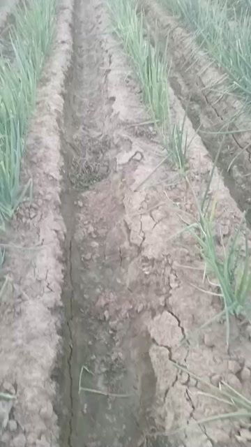 滑县大葱