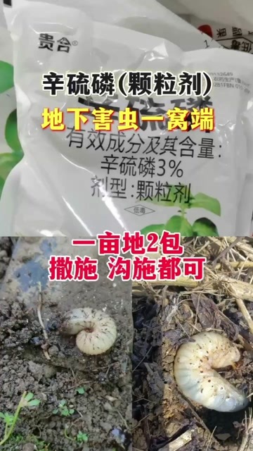 长沙贵合3%辛硫磷花生土蚕蛴螬金针虫地老虎地下害虫杀虫剂颗粒剂包