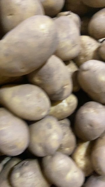 兰陵县荷兰土豆