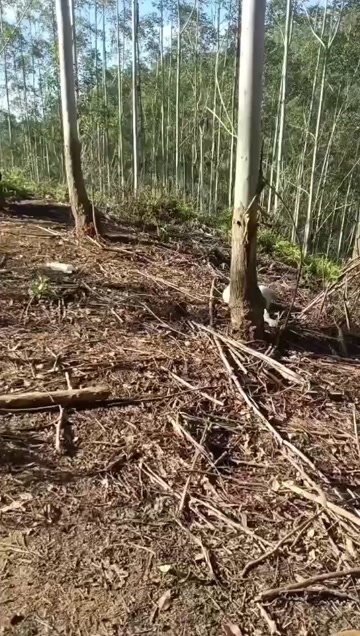大埔县大埔县茶阳镇古村，纯放养山羊不吃饲料，吃百草树叶长大。