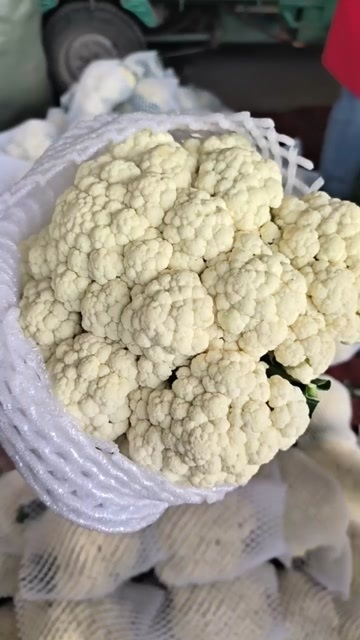 邯郸菜花，松花