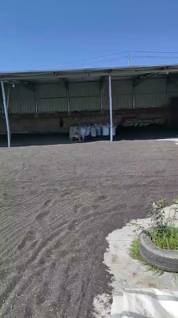 通渭县苦荞