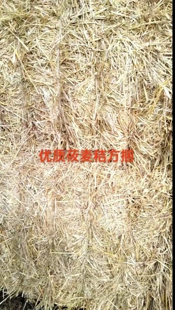 呼伦贝尔莜麦秸秆方捆