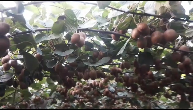 扶风县徐番猕猴桃