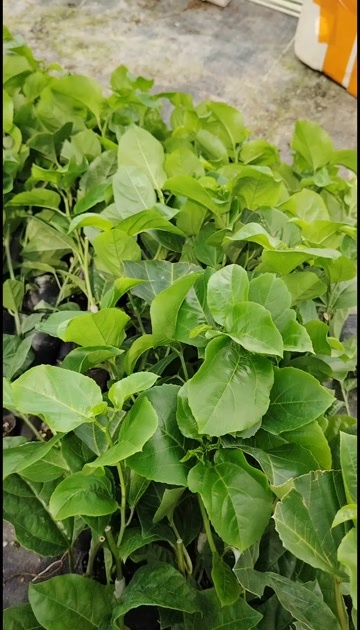 灵山县百香果苗