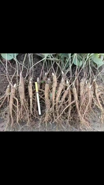 杞县牡丹苗牡丹籽芍药种子芍药苗芍药芽子提供种植技术包收产品