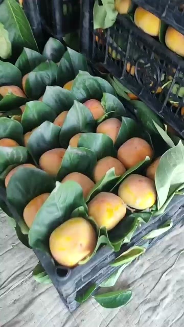 保定脆皮柿子，嘎嘎脆甜