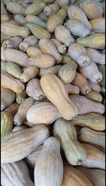 凤冈县密本南瓜