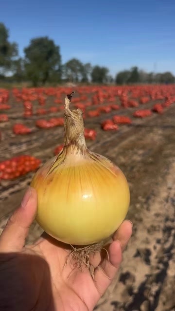太康县黄洋葱