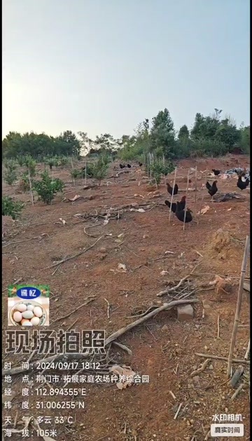 富硒放养土鸡蛋，绿壳蛋