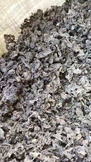 陇西县地皮菜 甘肃地皮菜 地专菜 批发价 甘肃发货过筛过风 手选货