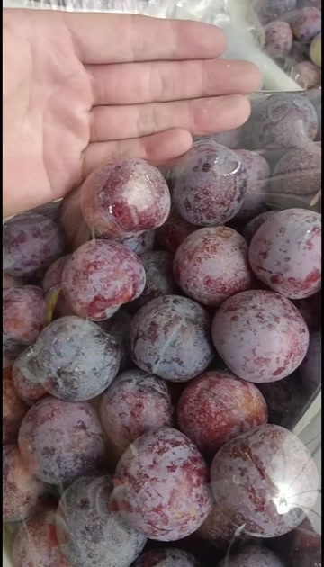 茂县青红脆李