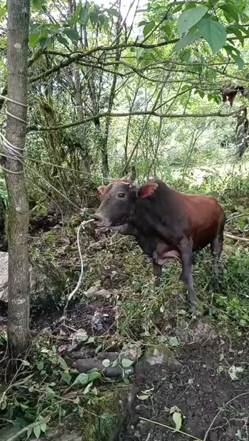 雷波县正宗四川土牛