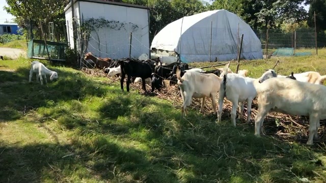 南京散养山羊喜欢的朋友请联系