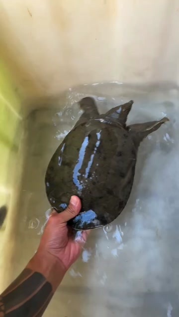 甲鱼