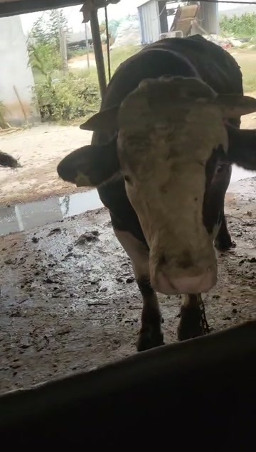 郓城县肉牛 西门塔尔  24月龄  先看牛再报价