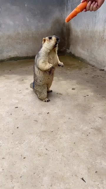 郓城县土拨鼠，观赏鼠