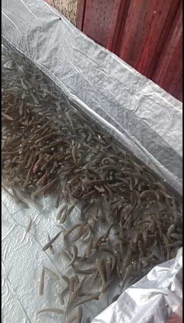 七星鱼苗，山斑鱼，雷龙鱼苗