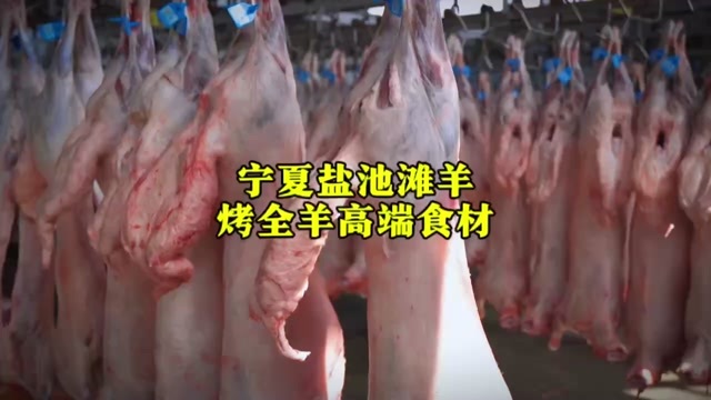 盐池县盐池羊肉专业批发