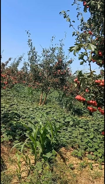 新泰市正宗甜红子山楂，甜口