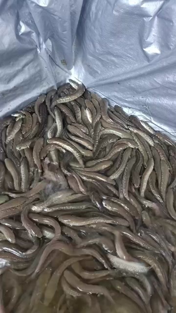 七星鱼苗，山斑鱼，雷龙鱼苗