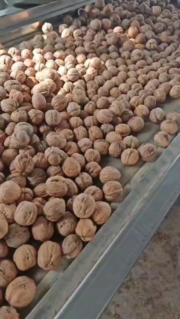 新疆185纸皮核桃