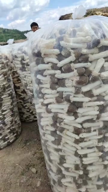 织金县你想要的贵州竹荪品都有，全部是一级货！30年的老店值得你购买