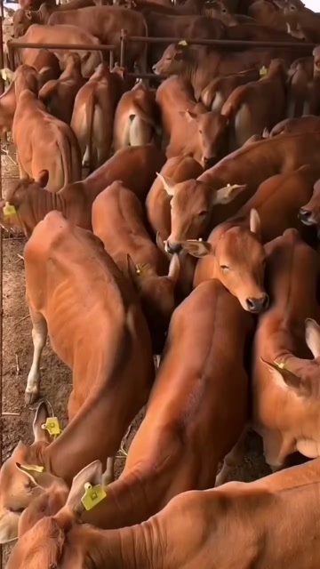 梁山县黄牛，活牛，小牛犊，肉牛犊
