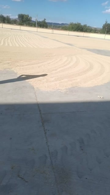 大同黍子