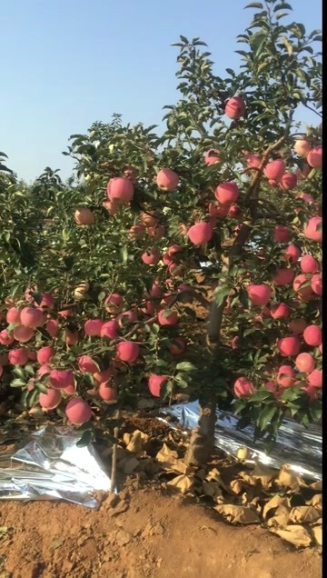 绥中县寒富苹果