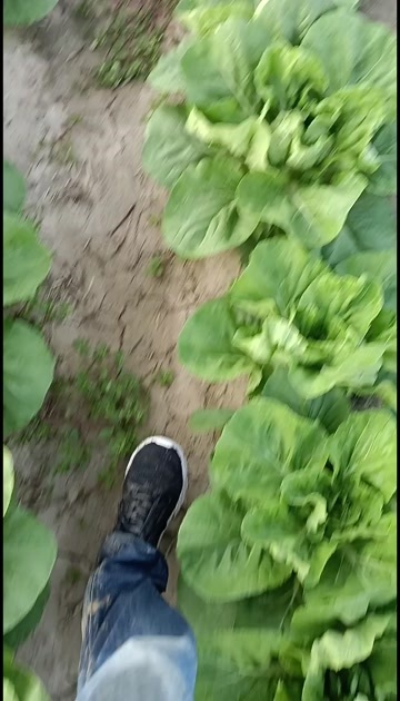 黄心大白菜